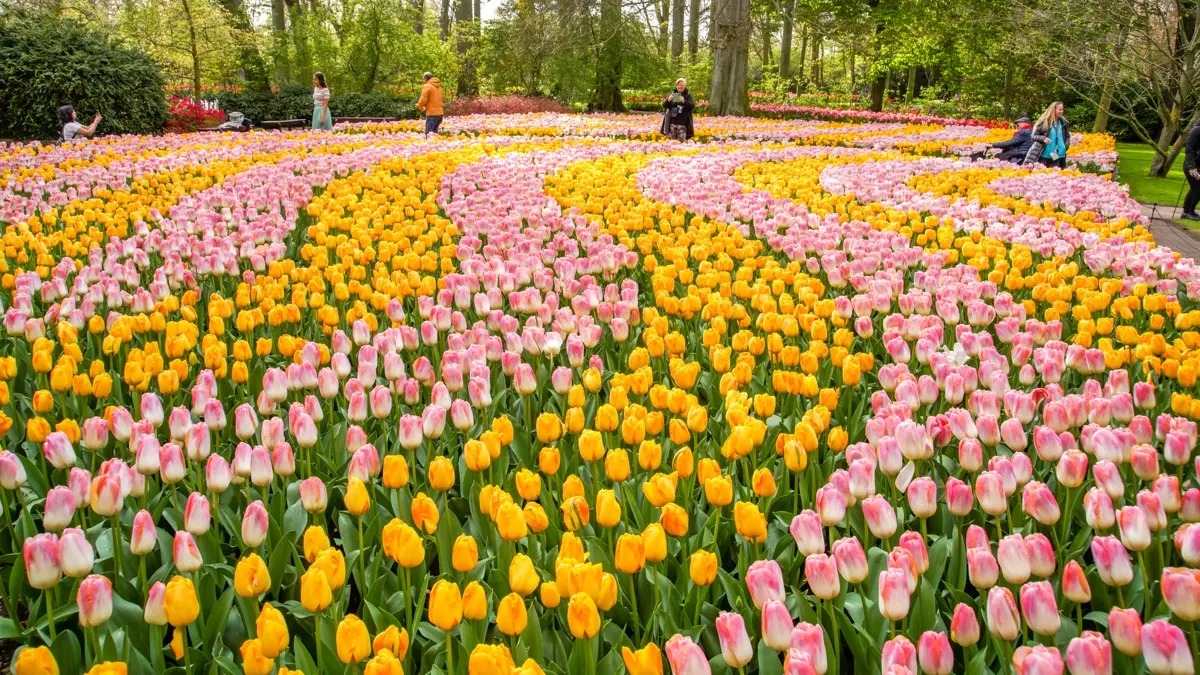 Keukenhof Tours