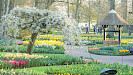 Keukenhof dagtocht vanuit Rotterdam inclusief entree en flexibele terugreis