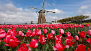 Keukenhof dagtocht vanuit Rotterdam inclusief entree en flexibele terugreis