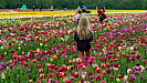 Keukenhof dagtocht vanuit Rotterdam inclusief entree en flexibele terugreis