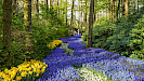 Keukenhof dagtocht vanuit Rotterdam inclusief entree en flexibele terugreis