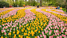 Keukenhof dagtocht vanuit Rotterdam inclusief entree en flexibele terugreis