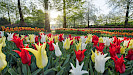 Keukenhof dagtocht vanuit Rotterdam inclusief entree en flexibele terugreis