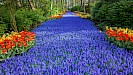 Keukenhof dagtocht vanuit Amsterdam inclusief entree en flexibele terugreis