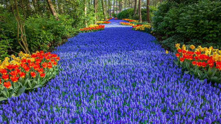Keukenhof dagtocht vanuit Amsterdam inclusief entree en flexibele terugreis