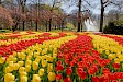 Keukenhof dagtocht vanuit Amsterdam inclusief entree en flexibele terugreis