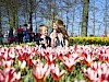 Dagtocht naar Keukenhof,  tulpenboerderij & windmolencruise