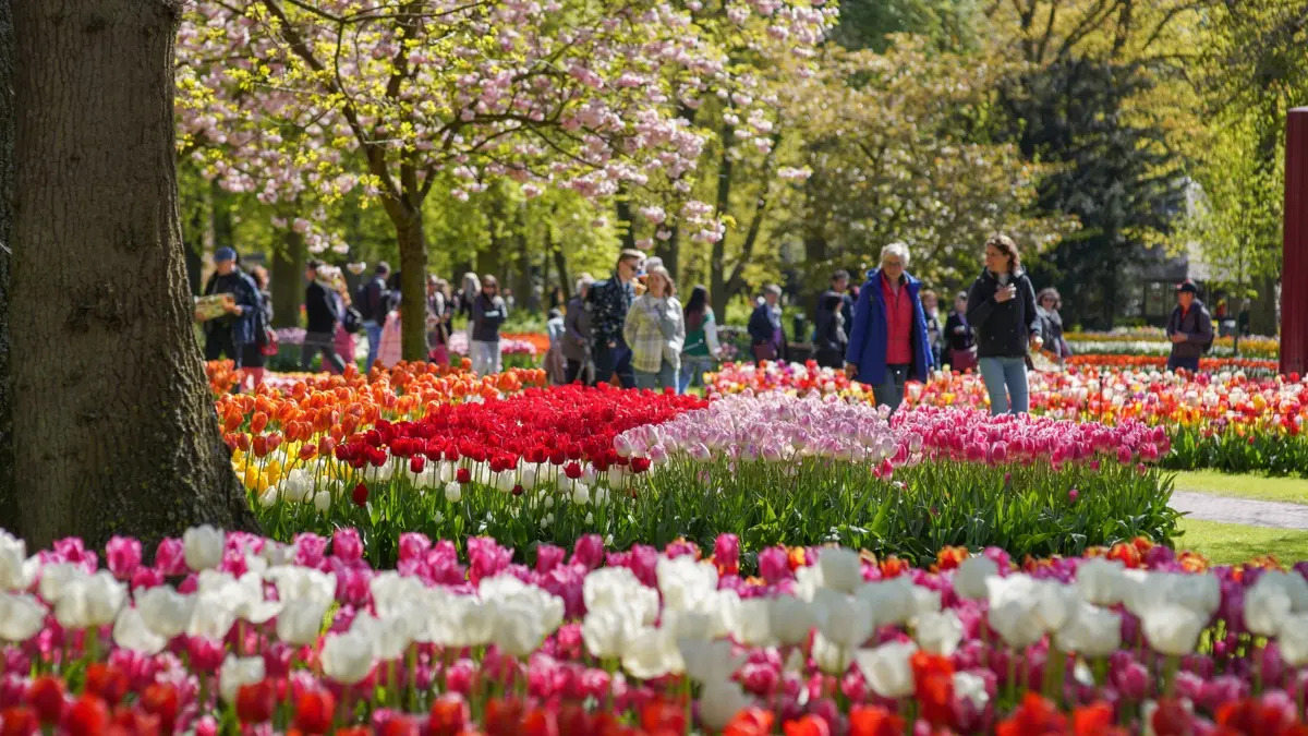 Combideal: Keukenhof Ticket + Rondvaart Amsterdam
