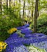 Combideal: Keukenhof Ticket + Rondvaart Amsterdam