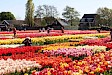Halve dag excursie naar tulpenvelden vanuit Amsterdam - Tulip Experience