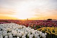 Halve dag excursie naar tulpenvelden vanuit Amsterdam - Tulip Experience