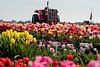Halve dag excursie naar tulpenvelden vanuit Amsterdam - Tulip Experience