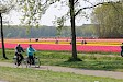 3 uur durende fietstocht langs de tulpenvelden nabij de Keukenhof, vanuit Amsterdam