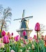 Dagtocht naar Bloemencorso, Haarlem en Keukenhof