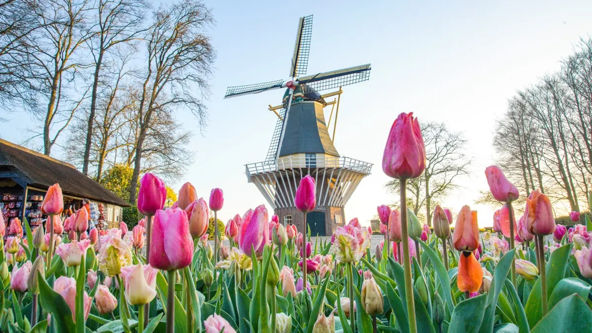 Dagtocht naar Bloemencorso en Keukenhof