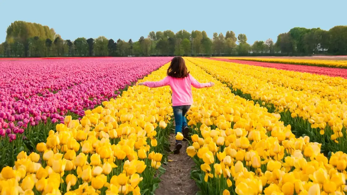 Dagtocht naar Bloemencorso en Keukenhof