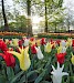 Dagtocht naar Bloemencorso en Keukenhof