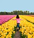 Passeio ao Desfile das Flores e à Fazenda de Tulipas