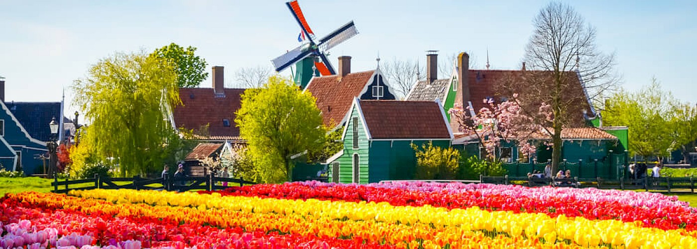 Waar kun je tulpen zien in Nederland? Ontdek de mooiste hotspots!