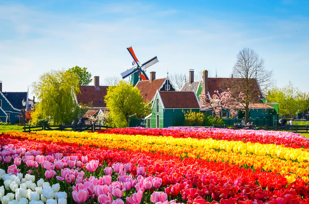 ¿Dónde ver tulipanes en los Países Bajos? ¡Descubre los lugares más hermosos!