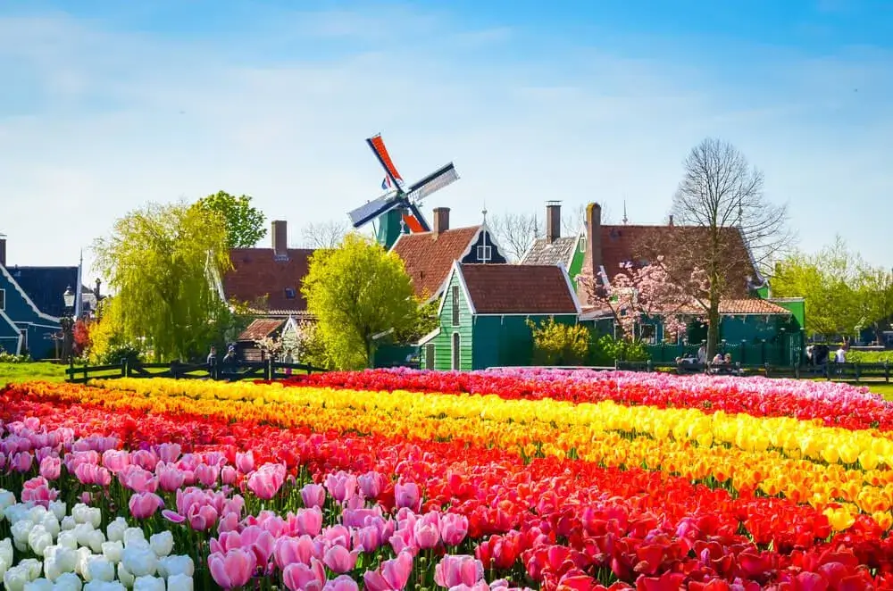 Waar kun je tulpen zien in Nederland? Ontdek de mooiste hotspots!