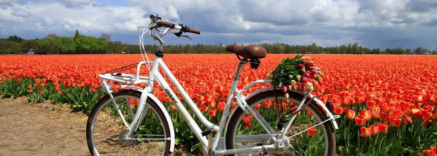 Waar vind je de mooiste tulpenvelden van Nederland?