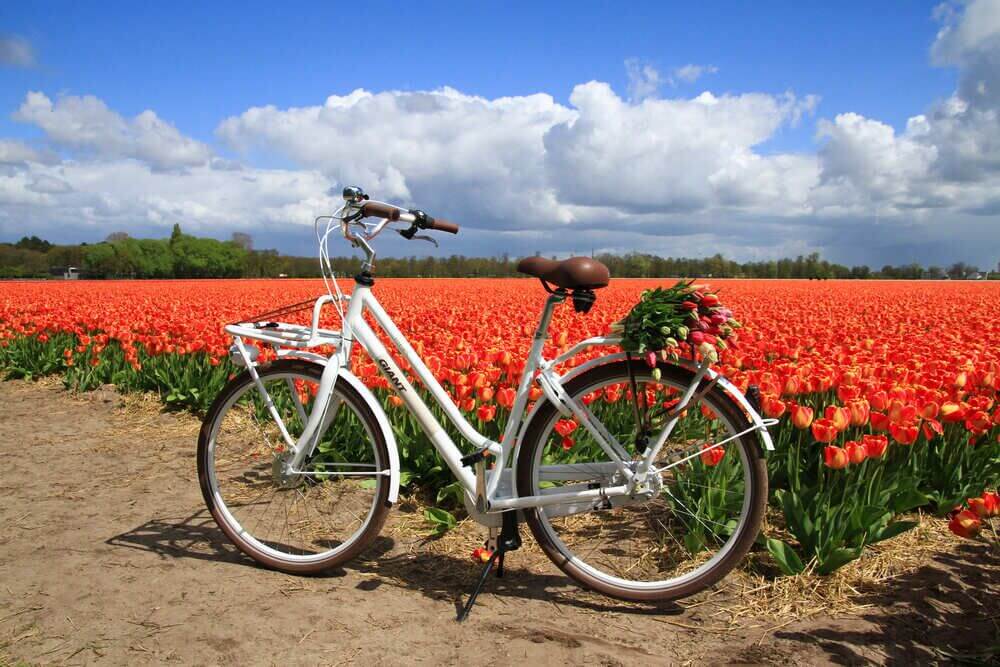 Waar vind je de mooiste tulpenvelden van Nederland?