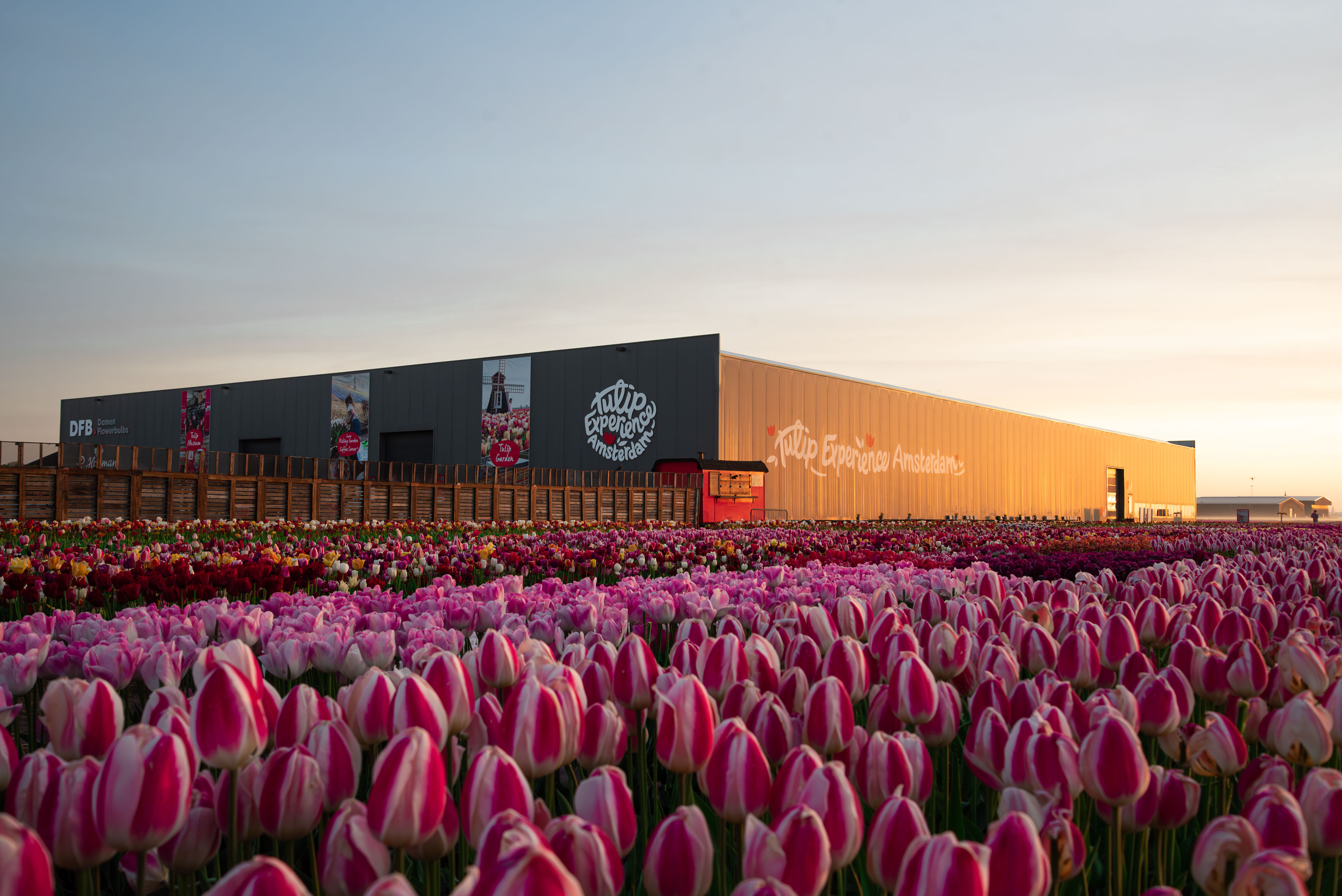 Tulip Experience