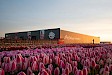 Dagtocht Keukenhof & Tulip Experience flexibele retourtijden