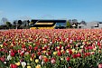 Combinado: excursão ao Keukenhof saindo de Amsterdã & THIS IS HOLLAND
